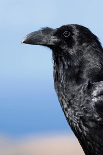 Common Raven (Corvus corax tingitanus), portrait, Fuerteventura, Canary Islands, Spain