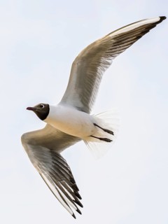 Black-headed Gull, Chroicocephalus ridibundus, bird in flight, England, United Kingdom