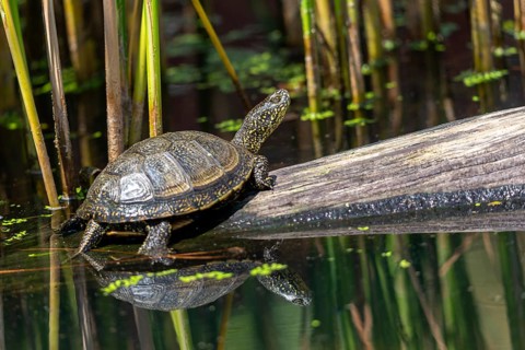 European Pond Tortoise, European Pond Turtle, European Swamp Turtle, Reptilia, Reptilia, Turtles,