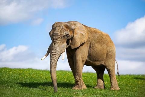 African bush elephant (Loxodonta africana) on a meadow, captive, distribution Afrika