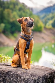 A dog with brown fur sits calmly on a rock in front of a mountain backdrop, Krumbach, Vorarlberg,