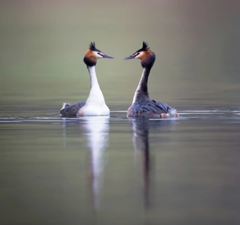 Great Crested Grebe (Podiceps cristatus), courting pair, Zurich, Switzerland