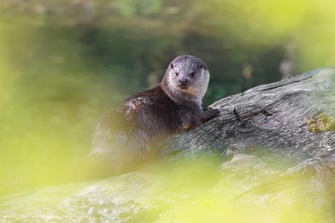 A Eurasian otter (Lutra lutra) is resting on a fallen, decaying tree lying in the water of a small