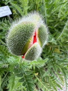 An Oriental poppy (Papaver orientale) in bloom, Botanical Garden, Bavaria, Germany