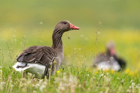 Anser Anser, Greylag or Graylag Goose, Grelag Goose, Anatidae, Birds, Duckbirds, Goose, Geese,