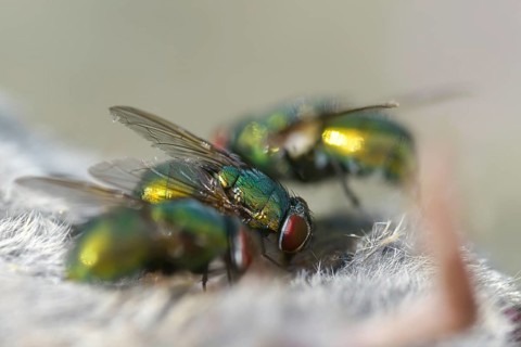Calliphoridae, goldfly, Lucilia spec., blowflies, diptera, insects, two-winged birds