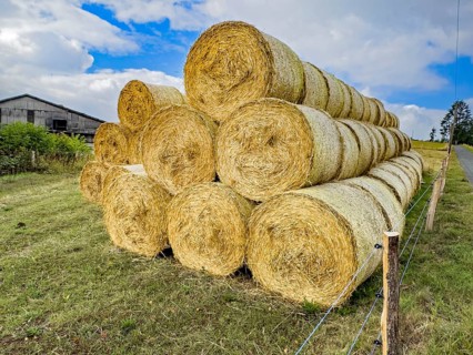 Stacked round hay bales rolled hay round bales are stored on hayfield mowing meadow feeding meadow