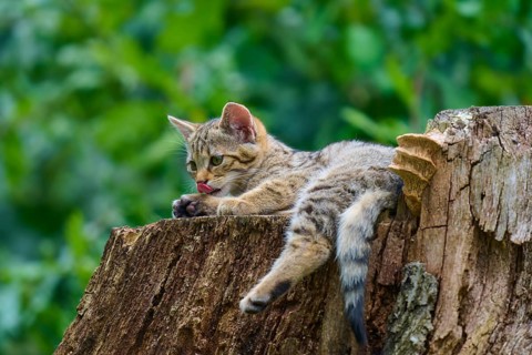 A kitten lies relaxed on a tree stump in a green setting, a young European wildcat (Felis