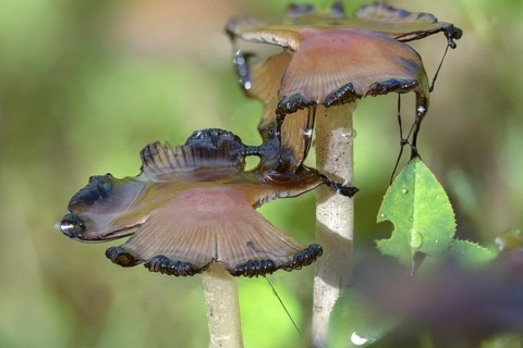 Coprinellus disseminatus, Coprinellus disseminatus agg, Coprinus disseminatus, sown tintling, fairy