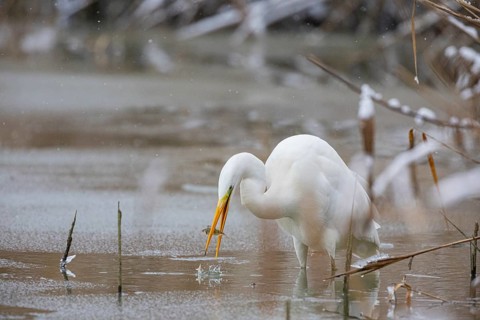 Great White Egret (Egretta alba) Germany