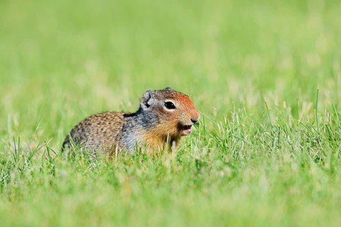 Columbia ground squirrel (Urocitellus columbianus, Spermophilus columbianus) feeding in a meadow,