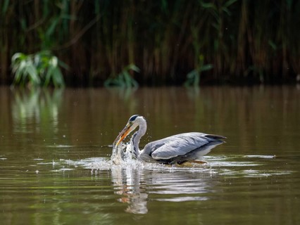 A gray heron hunting, Ümminger See, Bochum, Ruhrpott, North Rhine-Westphalia, Germany