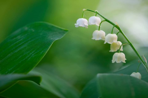 Lily of the valley (Convallaria majalis), Oldenburg Münsterland, Damme, Lower Saxony, Germany