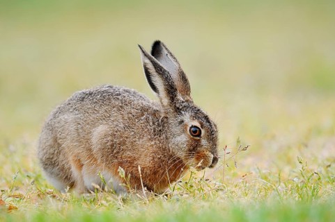 A brown hare (Lepus europaeus) is sitting in a meadow eating grass, North Rhine-Westphalia, Germany