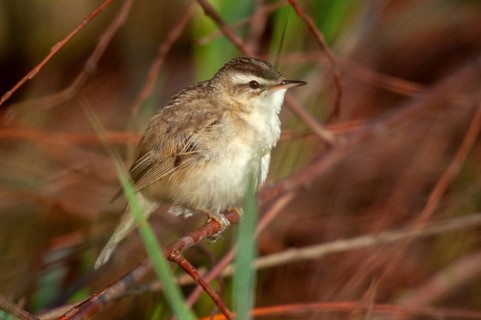 Acrocephalus Schoenobaenus, Sedge Warbler, Birds, Passeri, Songbirds, Birds, Warbler
