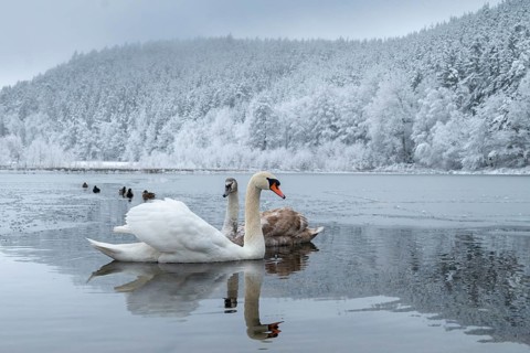 Cygnus olor, mute swan, anatidae, birds, duckbirds, cusp swan, swans, snow, swans, birds,