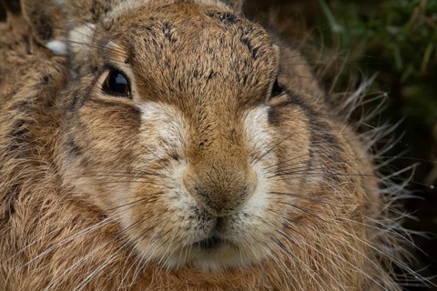 European brown hare (Lepus europaeus) adult animal head portrait, England, United Kingdom