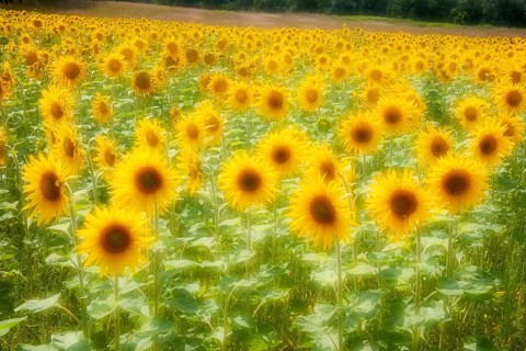 Sunflower (Helianthus annuus), Oldenburg Münsterland, Steinfeld, Lower Saxony, Germany