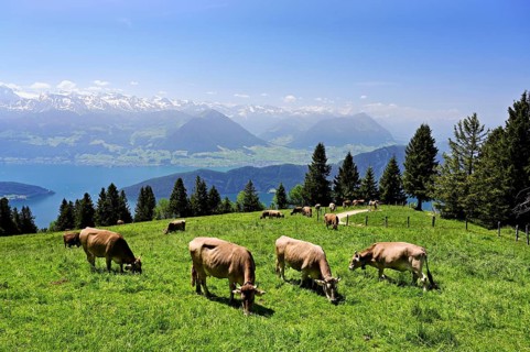A group of Swiss brown cattle feeding on grass on an alp, in the back of Lake Lucerne and the Alps,