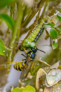 Box tree moth, boxwood moth, boxwood moth, cydalima perspectalis, real wasps, common wasp,