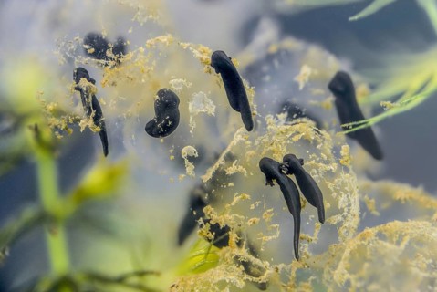 Common frog, common frog, rana temporaria, amphibians, amphibians, freshly hatched, frog, frog,