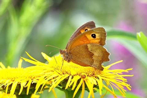 Meadow Brown (Maniola jurtina), feeding on nectar from a yellow coneflower (Rudbeckia) bloom,