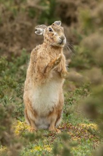 European brown hare (Lepus europaeus) adult animal stretching in grassland, England, United Kingdom