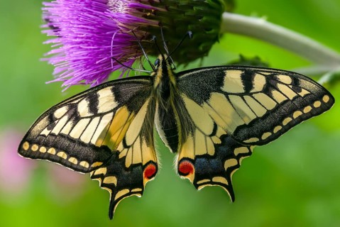 Papilio machaon, swallowtail, swallowtail, butterfly, insects, butterfly, butterflies