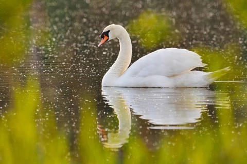 Mute Swan (Cygnus olor), North Rhine-Westphalia, Germany