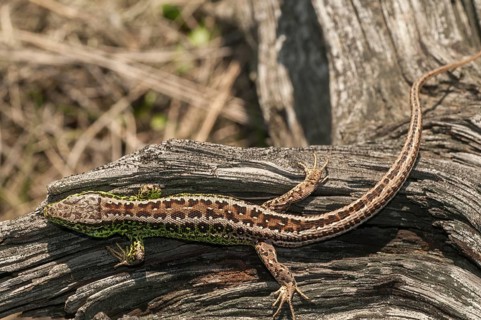 2010, Brandenburg, Germany, Lacerta Agilis, Nabu, national natural heritage, natural paradise