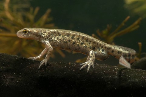 Italian newt, Italian water newt, Lissotriton italicus, Triturus italicus, amphibians, amphibians,