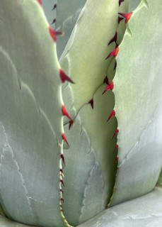 Leaves of an agave (Agave) with red spines along the edges, close-up, Botanical Garden, Bavaria,