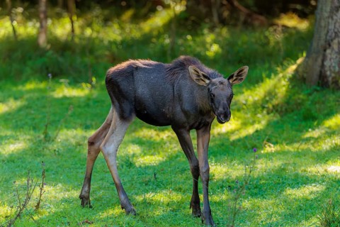 A moose calf (Alces alces) walks across a green meadow on a sunny day. belarus, china, Czech