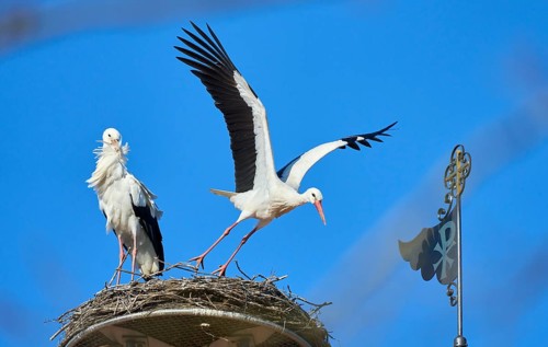 Couple of wihite storks (Ciconia Ciconia) nesting on a chuch roof in upper Swabia, Baden