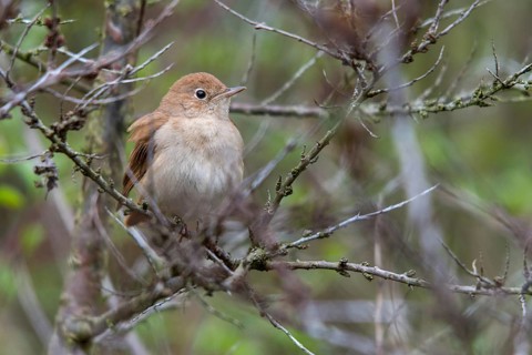 Brandenburg, Germany, Luscinia megarhynchos, Nabu project, nightingale, national natural heritage,