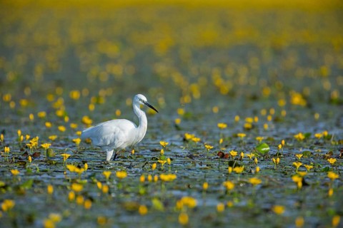Little Egret (Egretta garzetta) Hungary