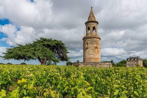 Viticulture on a historic winery in the north of the Mèdoc region, France