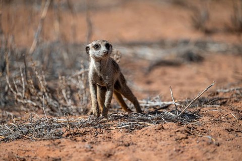 Running meerkat (Suricatta suricata), Kgalagadi Transfrontier Park, Northern Cape, South Africa