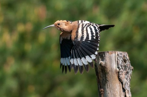 Brandenburg, Germany, Hoopoe, Nabu, national natural heritage, Grünhaus natural paradise, upupa