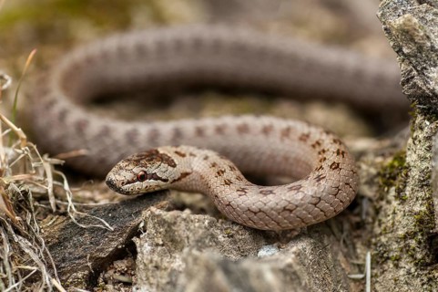 Coronella Austriaca, smooth snake, critters, reptilia, reptilia, reptiles, snakes, snakes