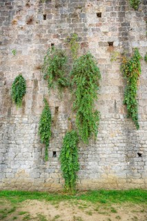 Caper bushes (Capparis spinosa) growing at the walls next to Pisa tower, Tuscany, UNESCO World