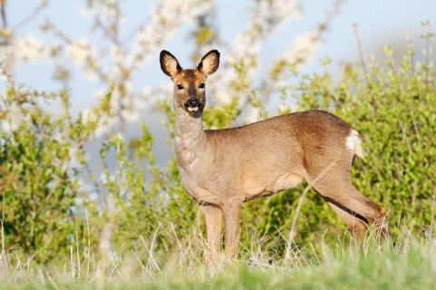 European roe deer (Capreolus capreolus), female roe deer in spring, North Rhine-Westphalia, Germany