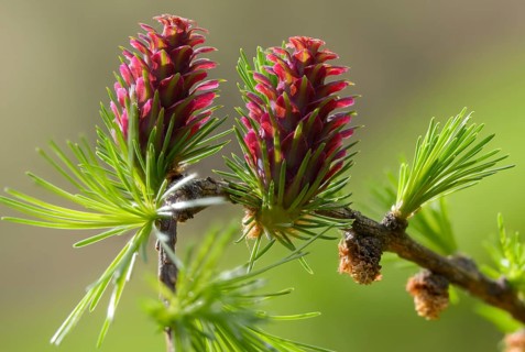 European larch, pine family, Larix decidua, larch, pinaceae, tree, blossom, tree, flora, plants,