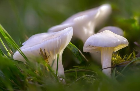 Camarophyllus virgineus, cuphophyllus virgineus, ellerling, glassy white ellerling, hygrocybe