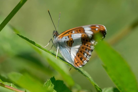 Small kingfisher, Ladoga camilla, limenitis camilla, white admiral, butterfly, insects, butterfly,