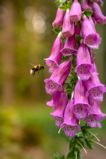 Close-up of a bee pollinating a fuchsia flower, Simmelhütte, Bad Wildbad. germany