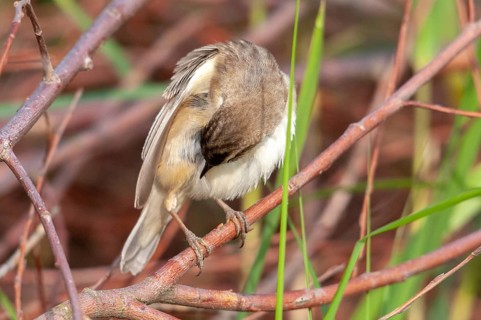 Acrocephalus Schoenobaenus, Sedge Warbler, Birds, Plumage Care, Passeri, Preening, Songbirds,