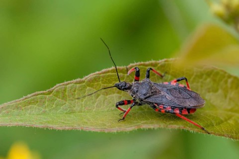 Ringed murder bug, heteroptera, murder bug, red-banded assassin bug, reduviidae, rhinocoris