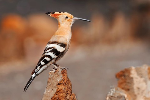 A hoopoe (Upupa epops) perched on a rock, Fuerteventura, Canary Islands, Spain