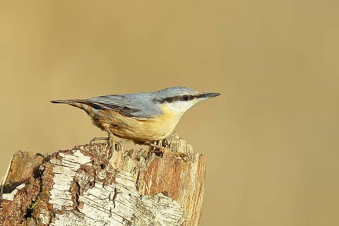 A nuthatch (Sitta europaea) climbing a birch trunk, animals, birds, Wilnsdorf, North